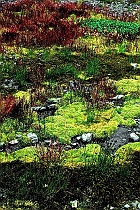 Queets Basin Mossy Ground #1